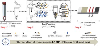 Nanoparticle-Based Lateral Flow Biosensor Integrated With Loop-Mediated Isothermal Amplification for Rapid and Visual Identification of Chlamydia trachomatis for Point-of-Care Use